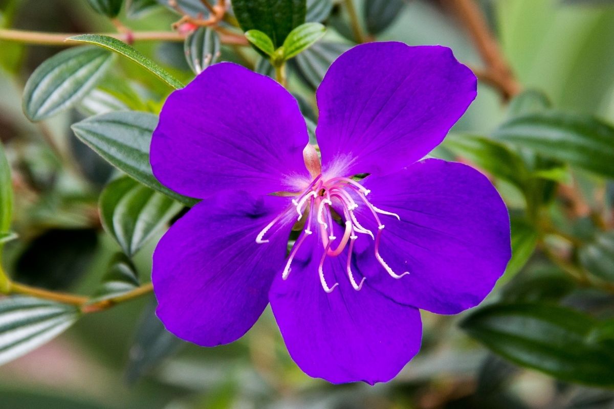 Tibouchina Flowers That start WIth T