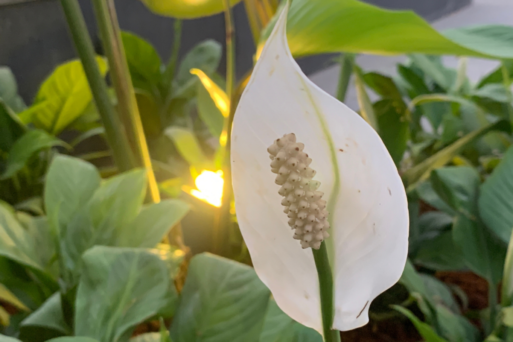 Tips to Encourage Peace Lily Flowering