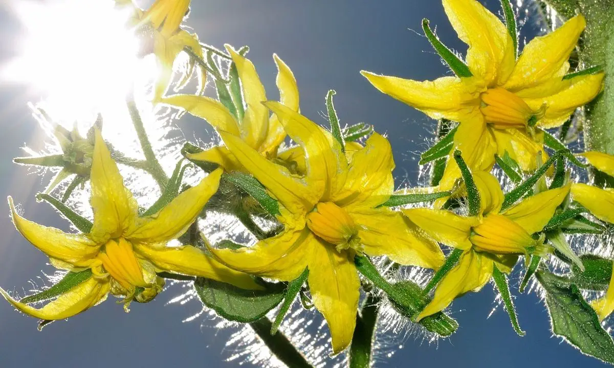 Tomato Flowers Identifying and Understanding Tomato Blossoms