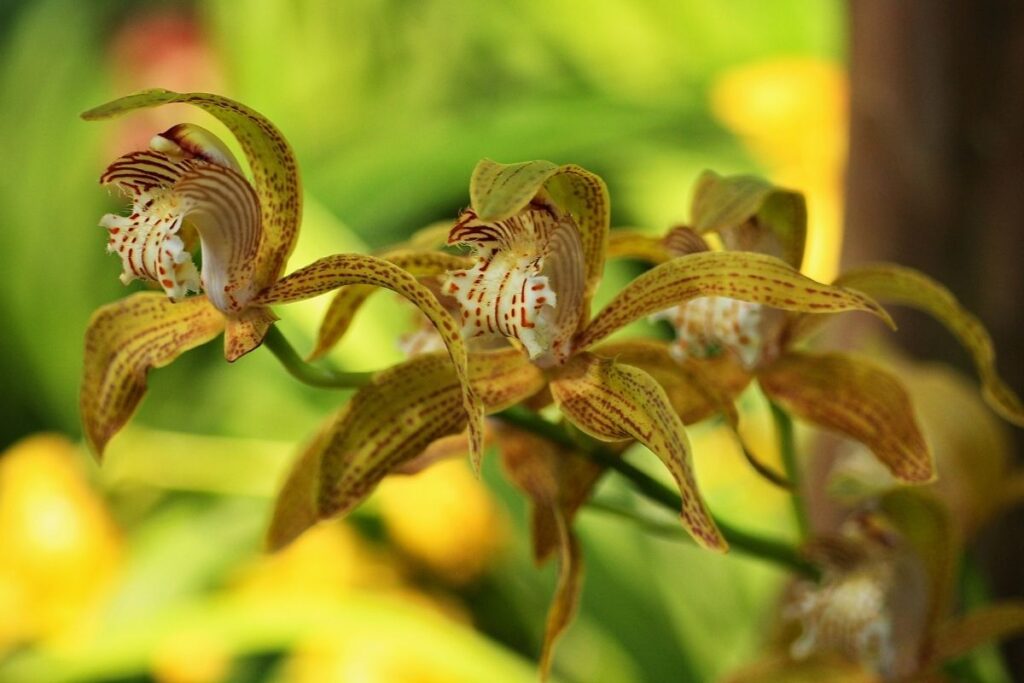 Tracy’s Orchid (Cymbidium Tracyanums)