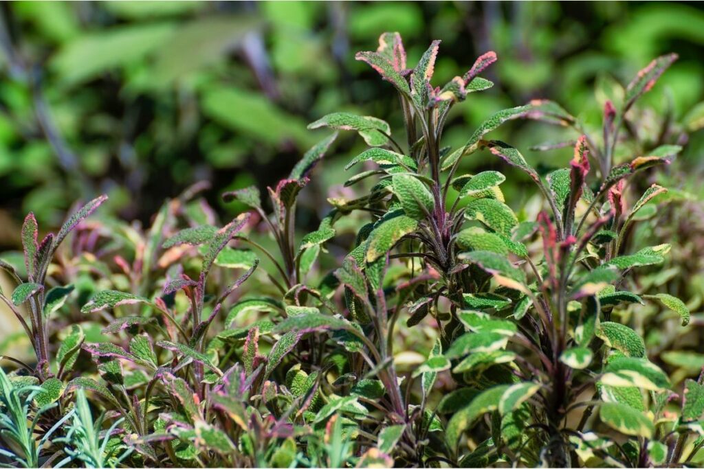 Tricolor Sage Green Plants