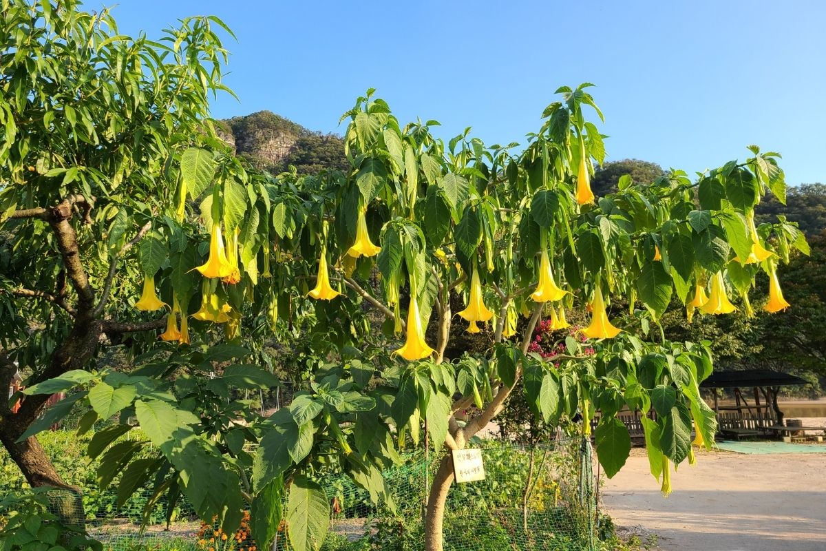 Trumpet Floral Tree