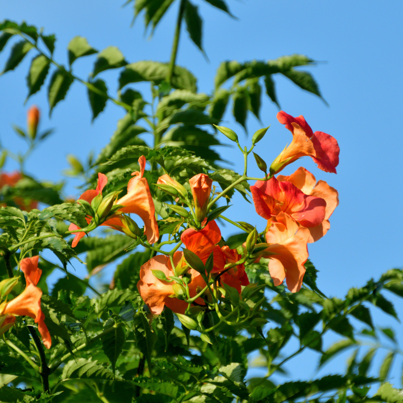 amber plants