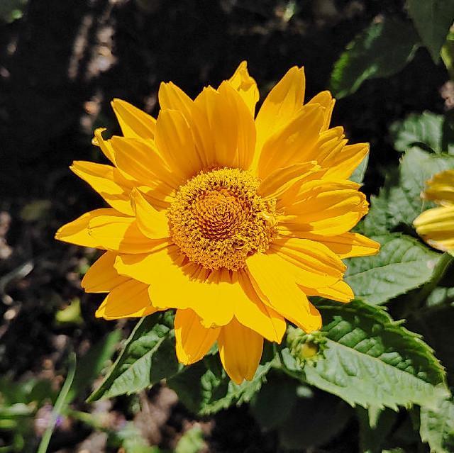 Tuscan Gold (Heliopsis helianthoides)
