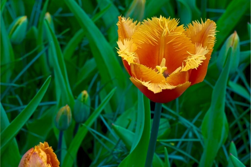 Twisted Orange Fringed Tulips