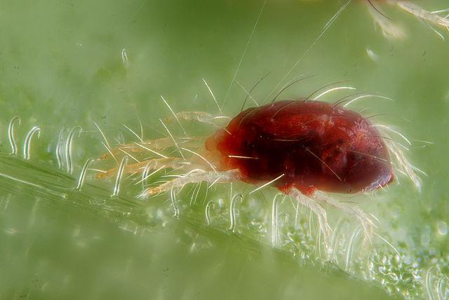 Two-Spotted Mites - lawn insect identification