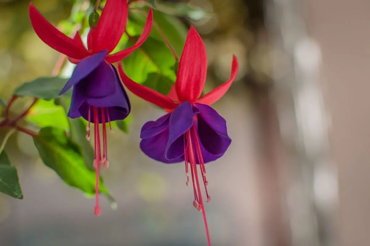 Types of Fuchsia Plants | Varieties, Characteristics & Care