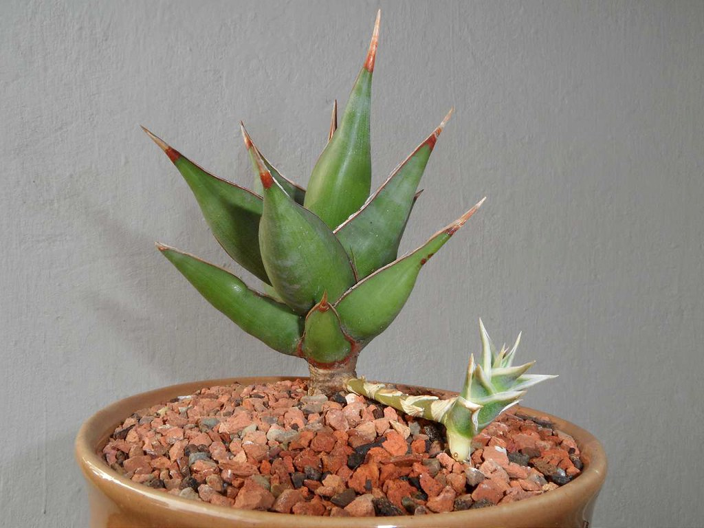 Unhealthy Sansevieria Roots