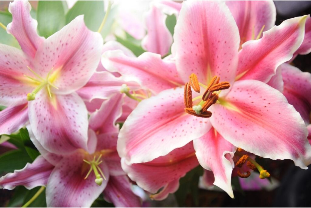 Pink rock lily