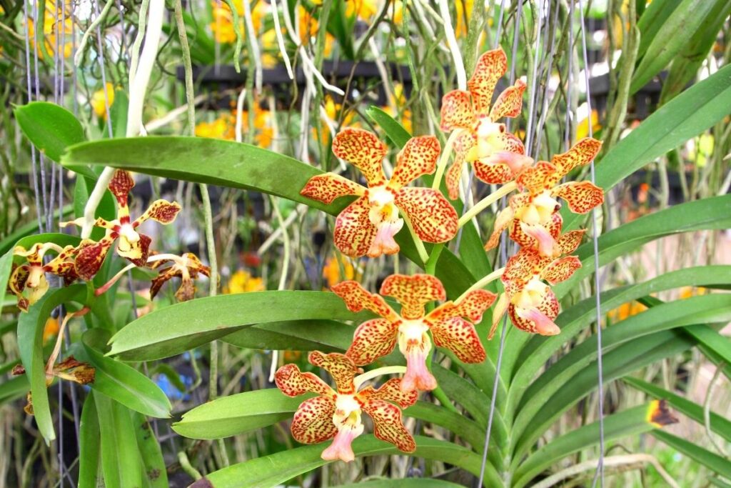 Vanda Orchids 