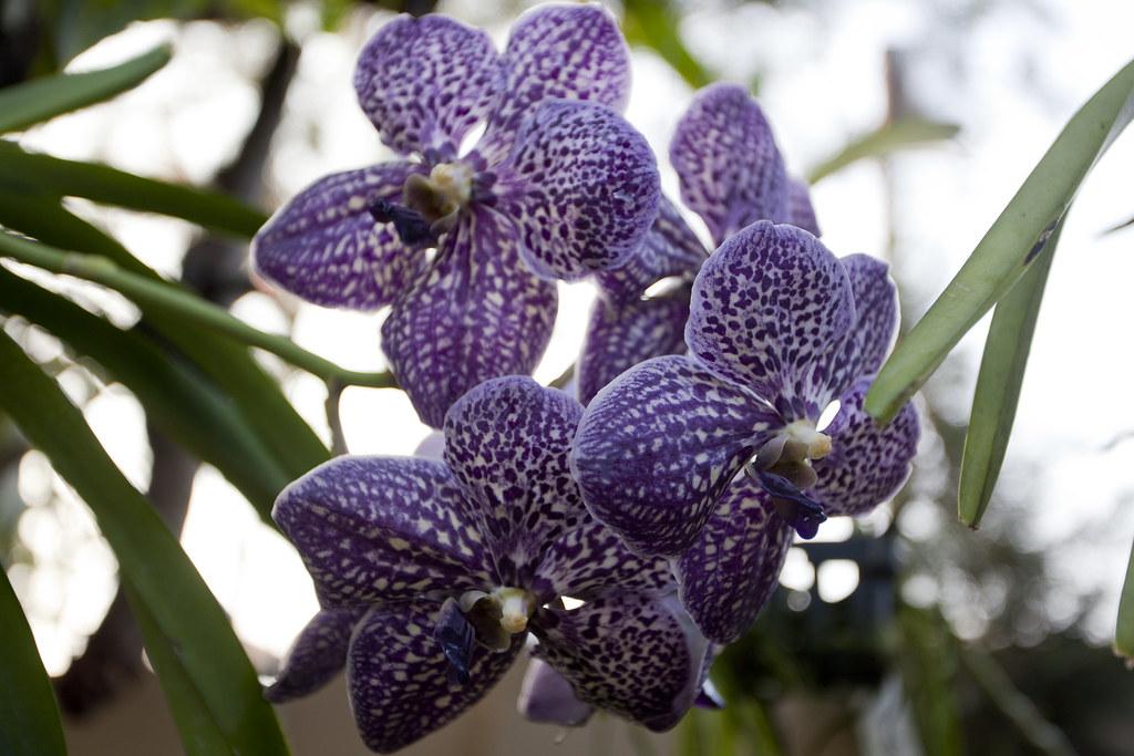 Vanda Robert's delight - black orchids