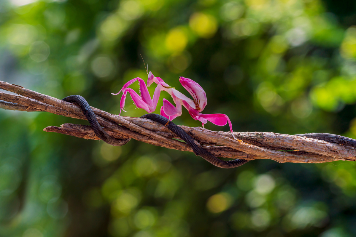 Vining Orchid