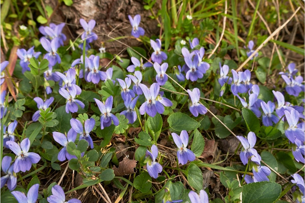 Lithuanian Flowers