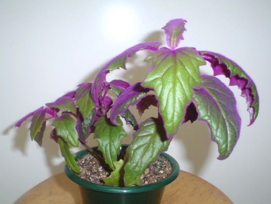 Violet Ivory Plant