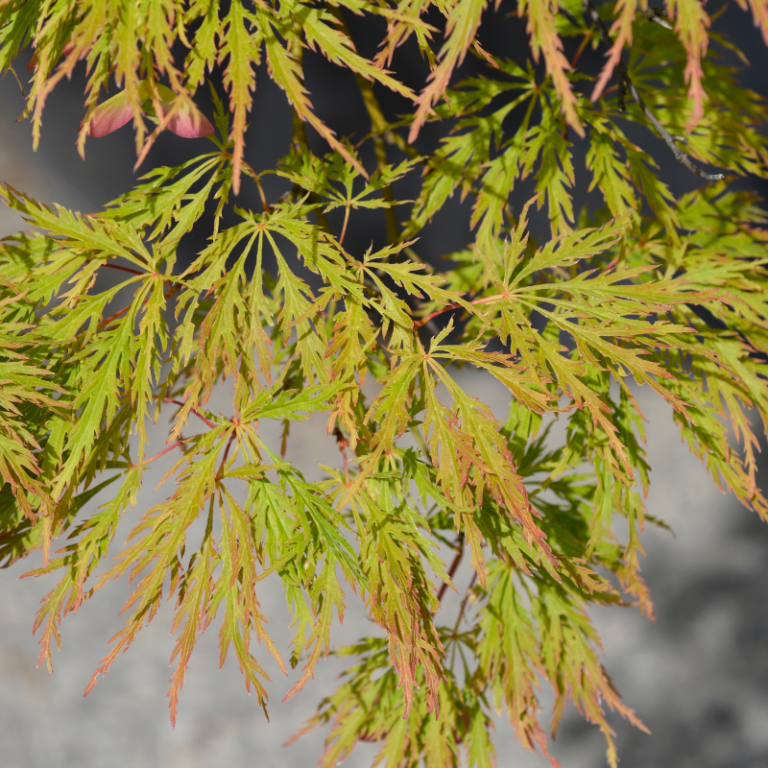 Trees That Start With V I 23 Lovely Types and Descriptions