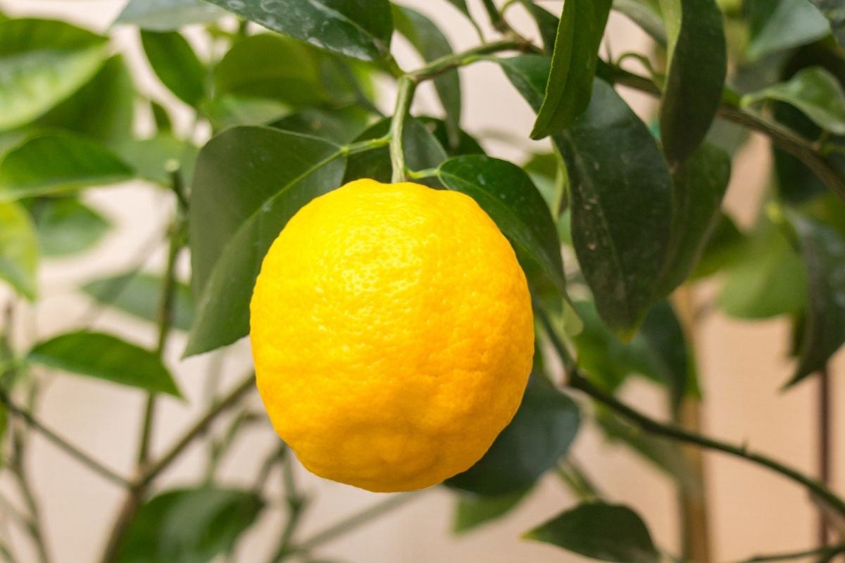 Volkamer Lemon