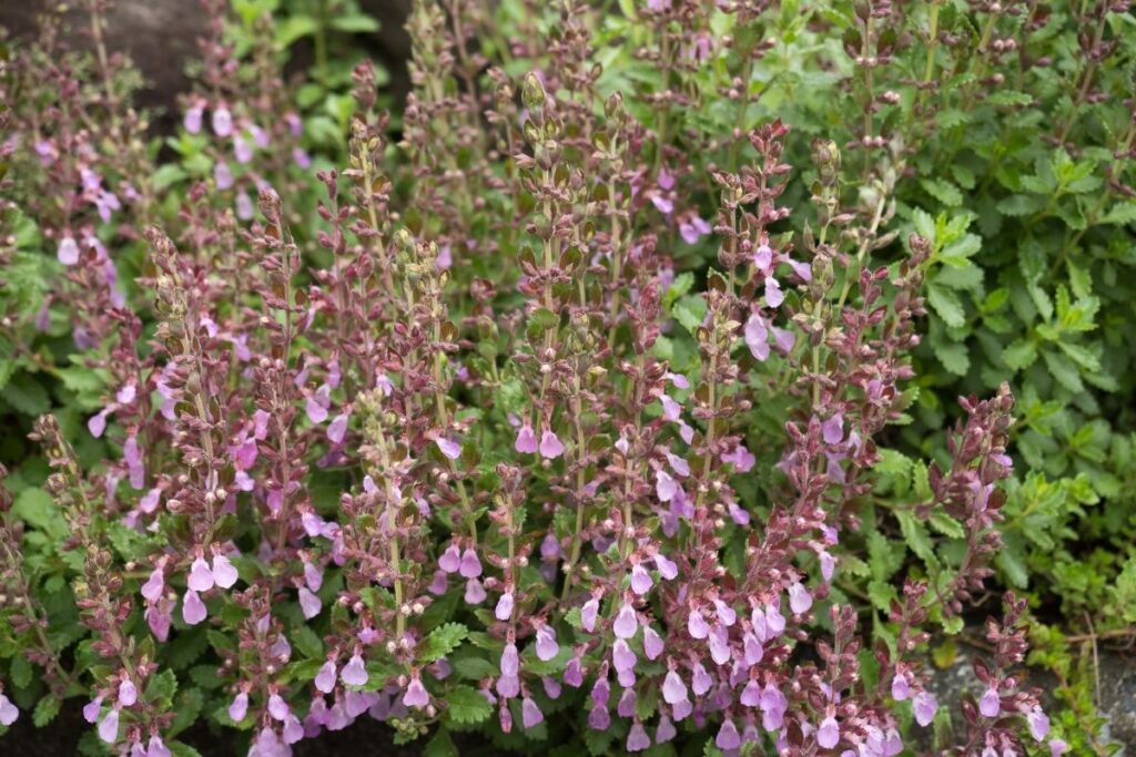 Wall Germander Green Plants