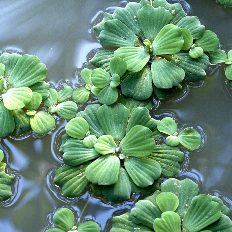 Water Lettuce

Amazon plants