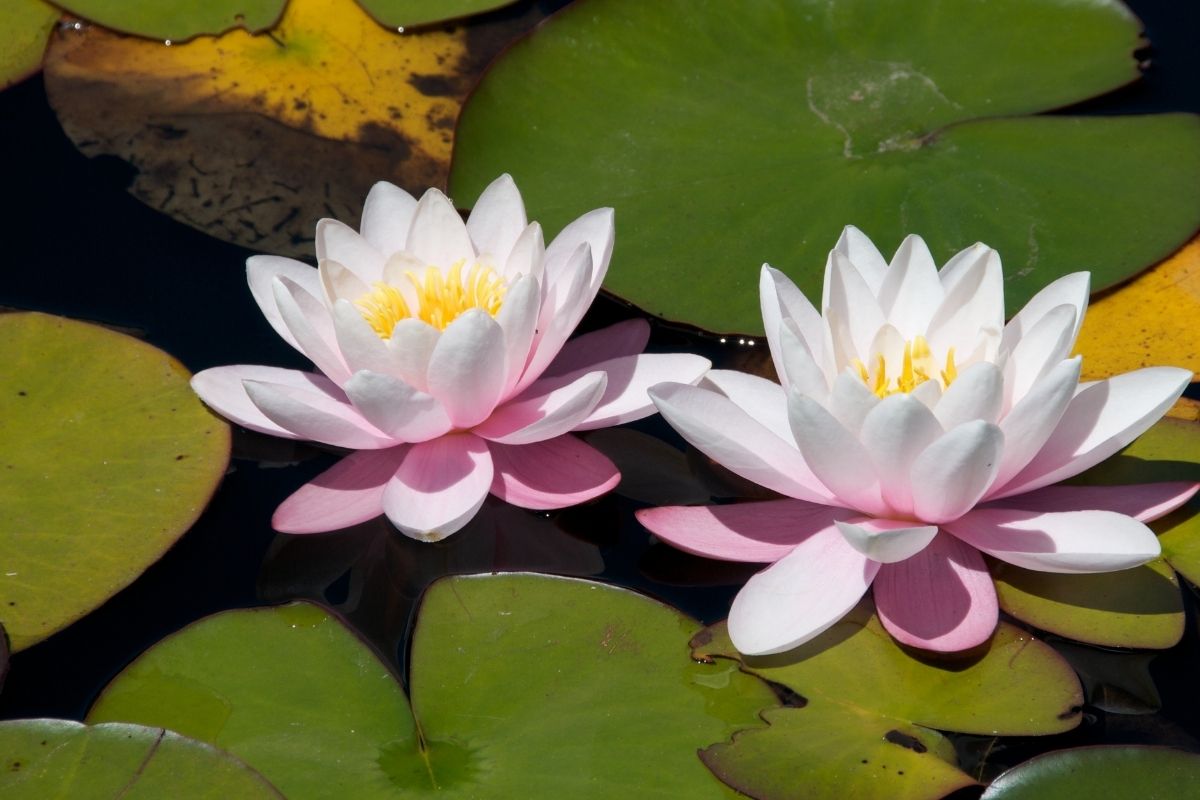 Water Lilies