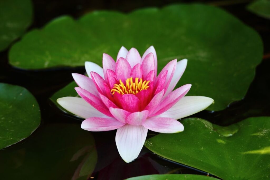 Water-Lily-101