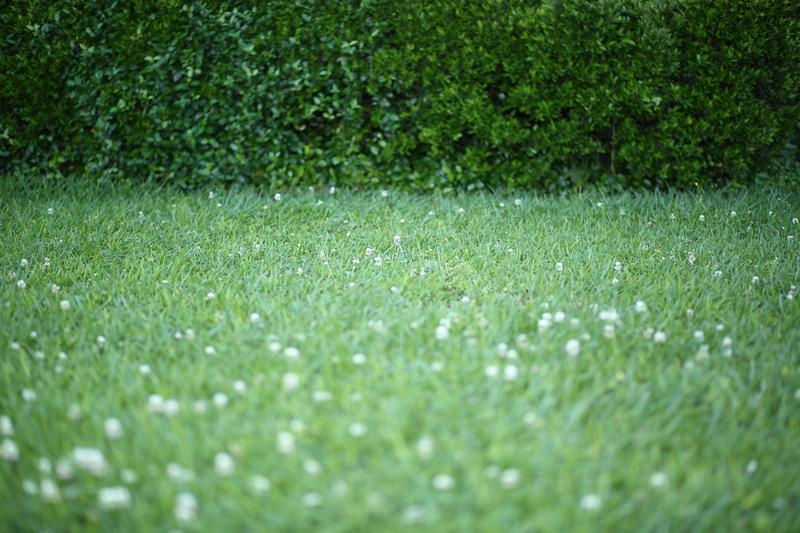 tall fescue vs kentucky bluegrass Watering Requirements
