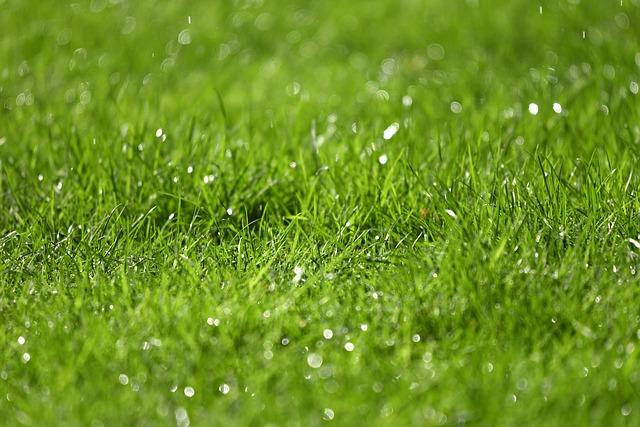 Watering The Grass Seeds