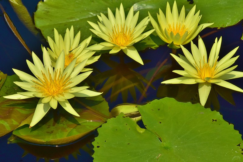 Waterlily