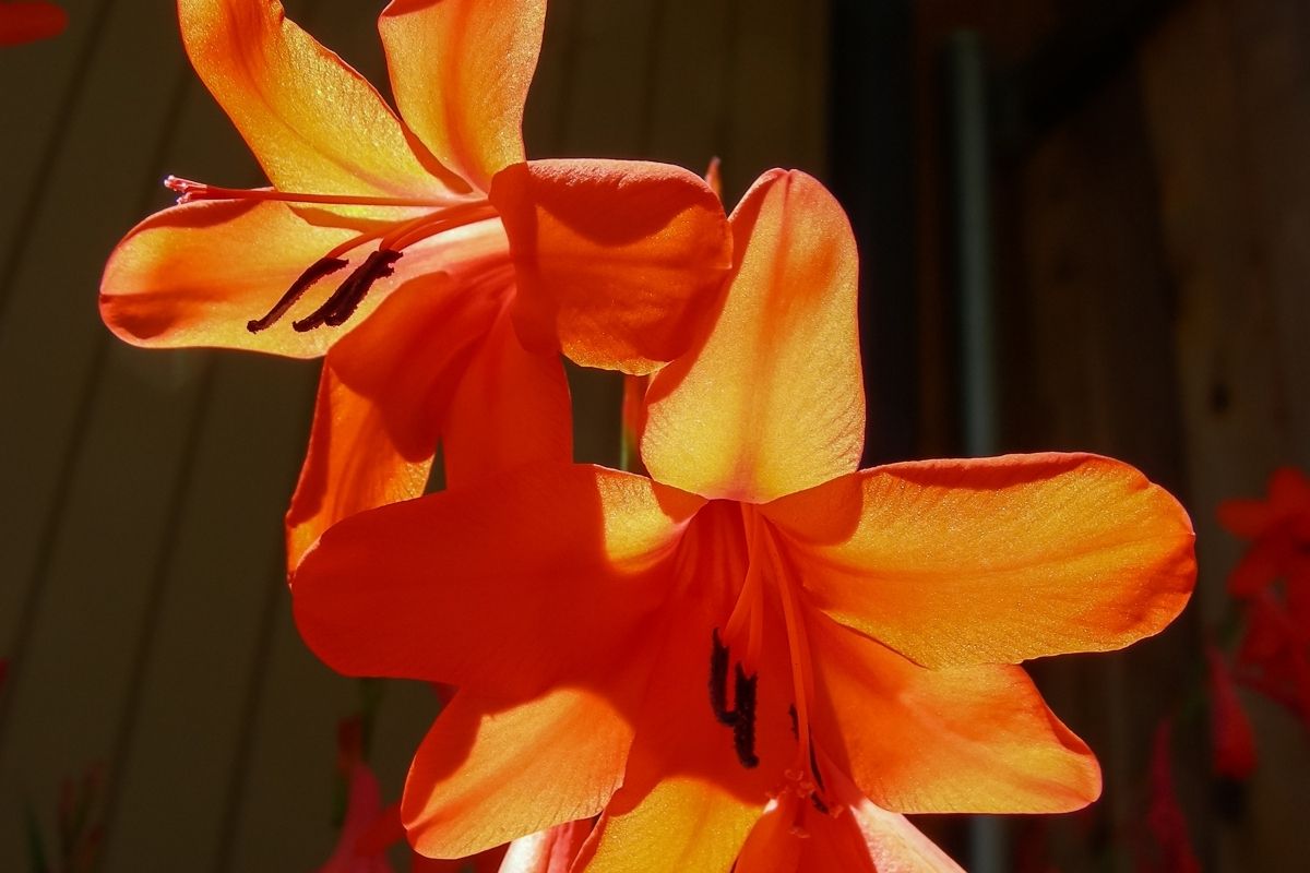 Light Orange Flowers