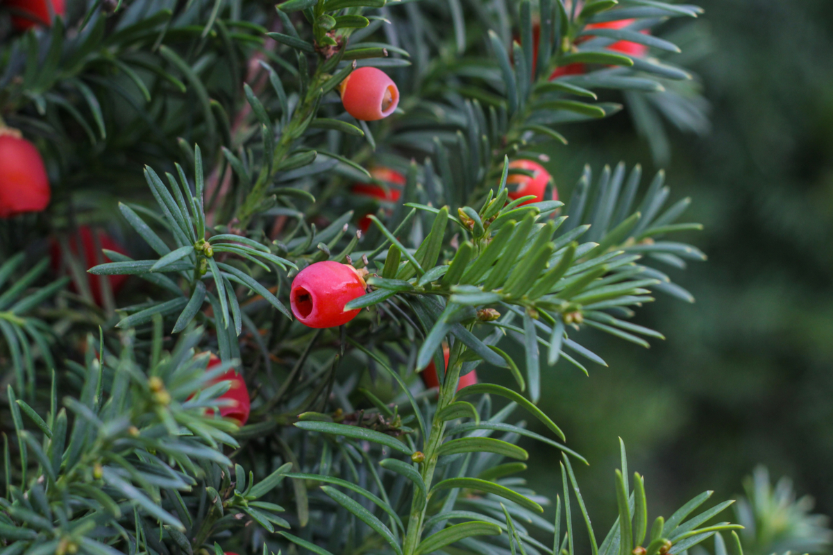 Canadian Trees-Western Yew (Taxus Brevifolia)