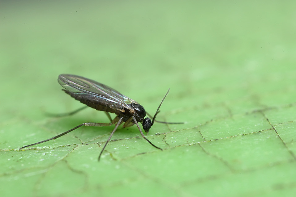 What Are Fungus Gnats? - how to prevent gnats in houseplants
