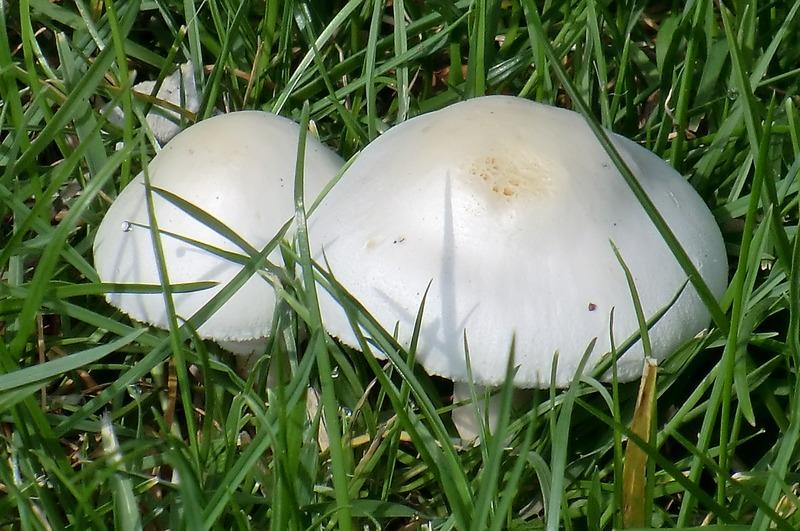 how to get rid of mushrooms in yard