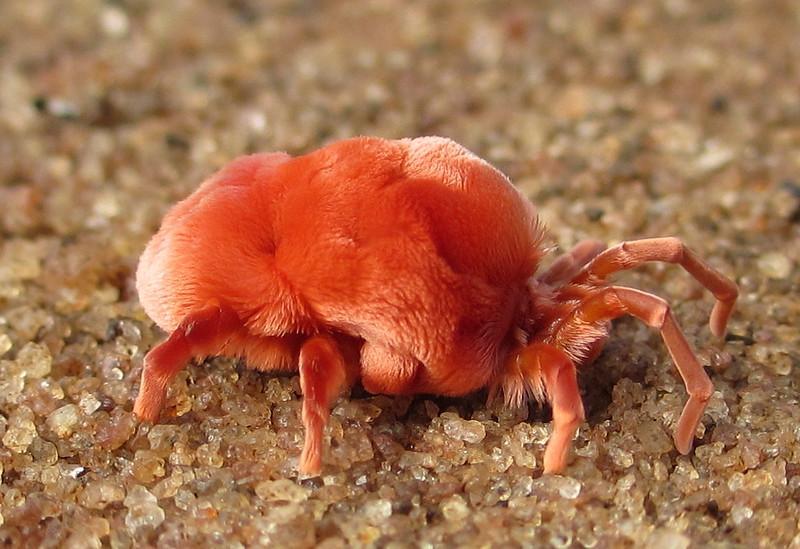 What Are Soil Mites?