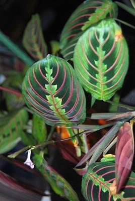 What Is A Prayer Plant?