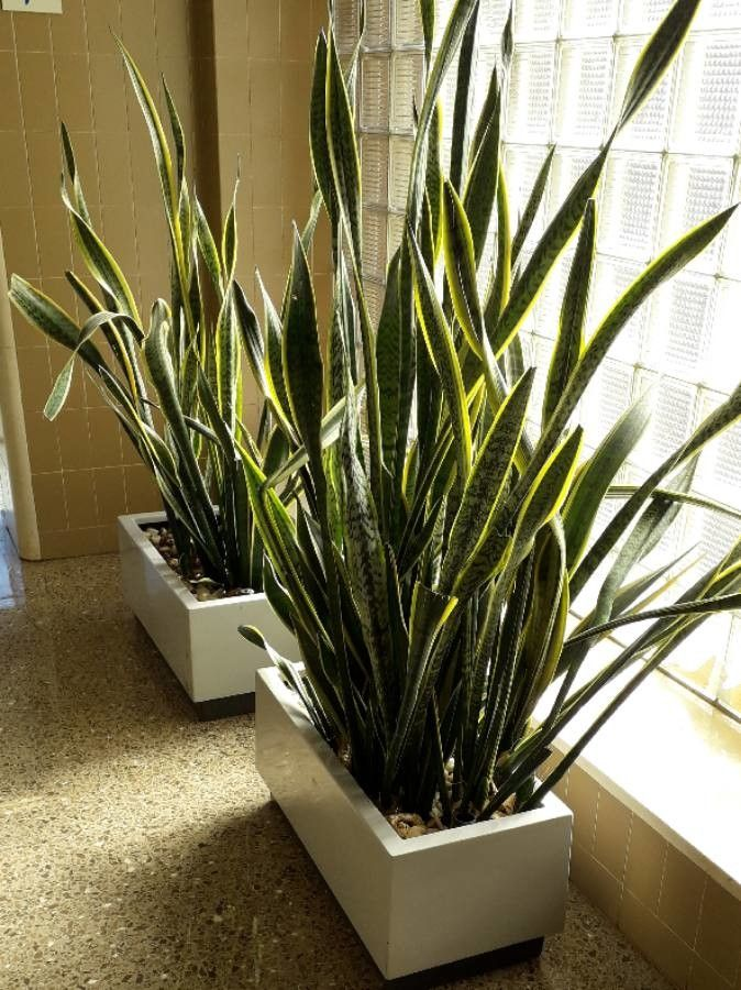 What Is The Saponin Function in Snake Plants?