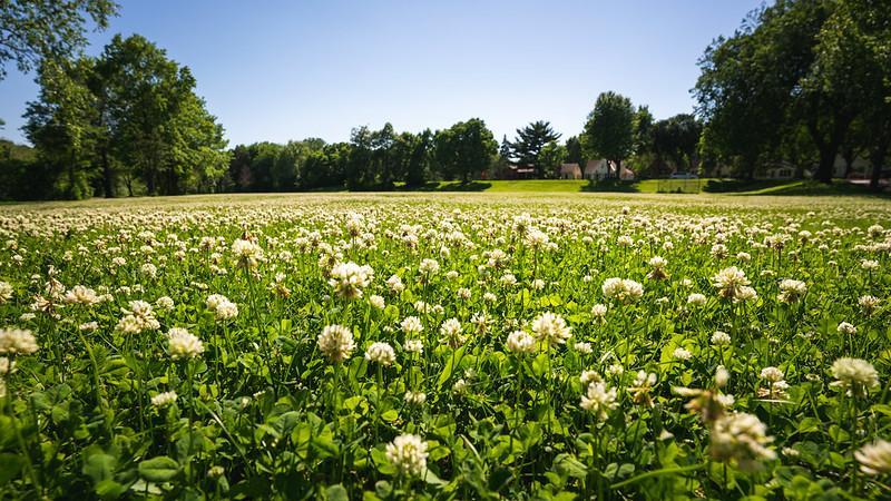 What Kind Of Clover Is Best For Lawns?