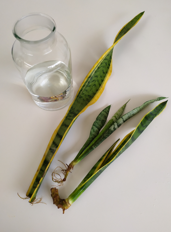 What To Do With Snake Plant Cuttings?