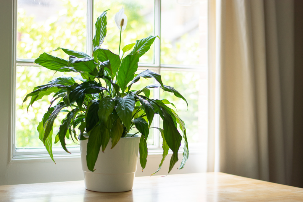What You Must Know Before Dividing Your Peace Lilies
