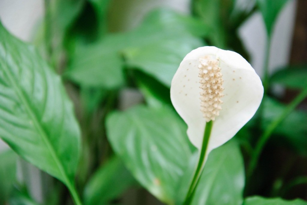 What is a Peace Lily?