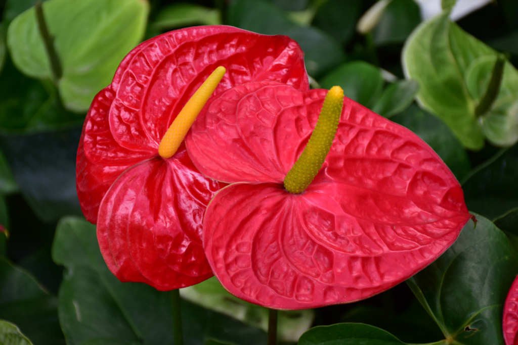 What is an Anthurium?