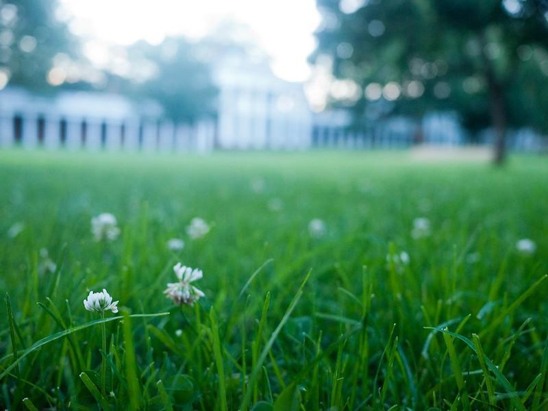 When Should You Top Dress Your Lawn