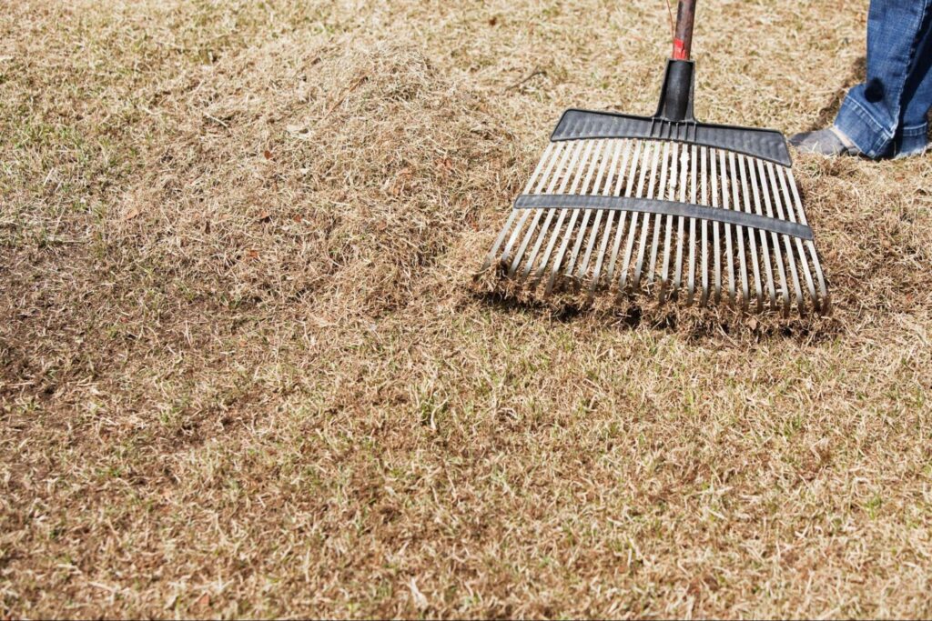 When, Why & How To Dethatch A Lawn  Tips & Tricks From The Experts