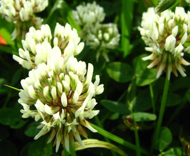 White Clover - lawn weeds with little white flowers