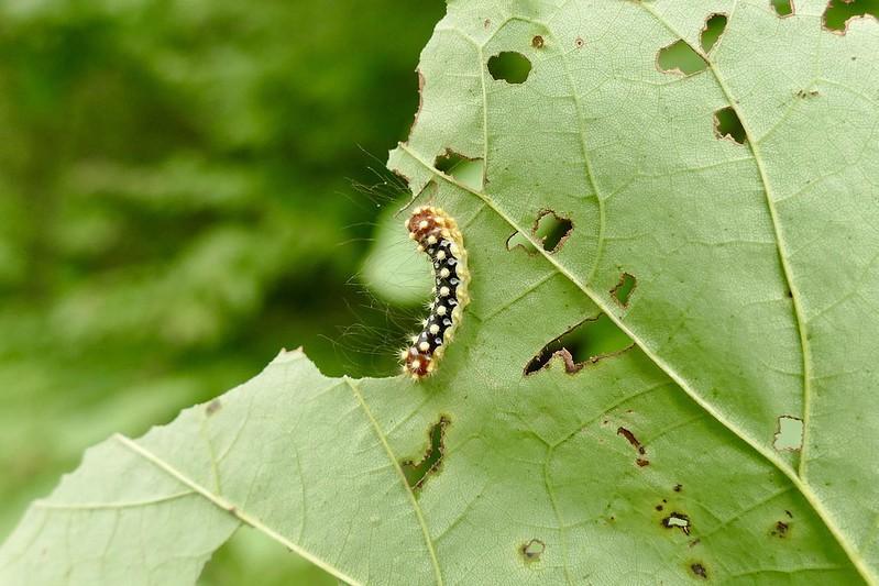 White Flannel Moth Caterpillar