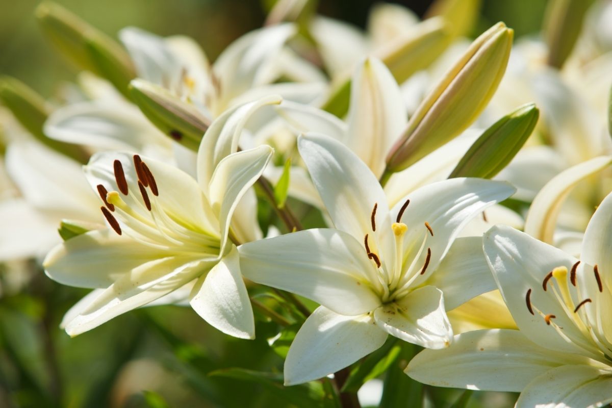 White Lily