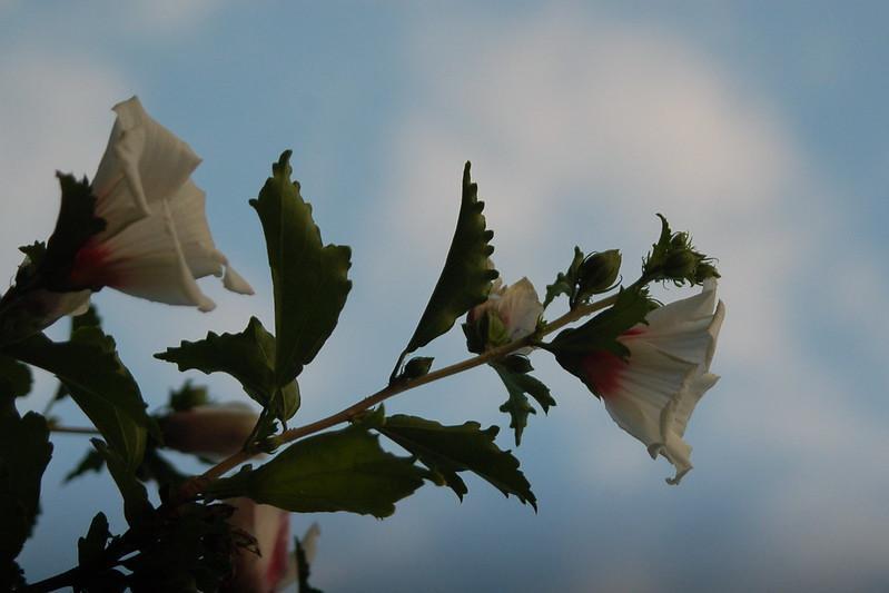White Rose of Sharon
