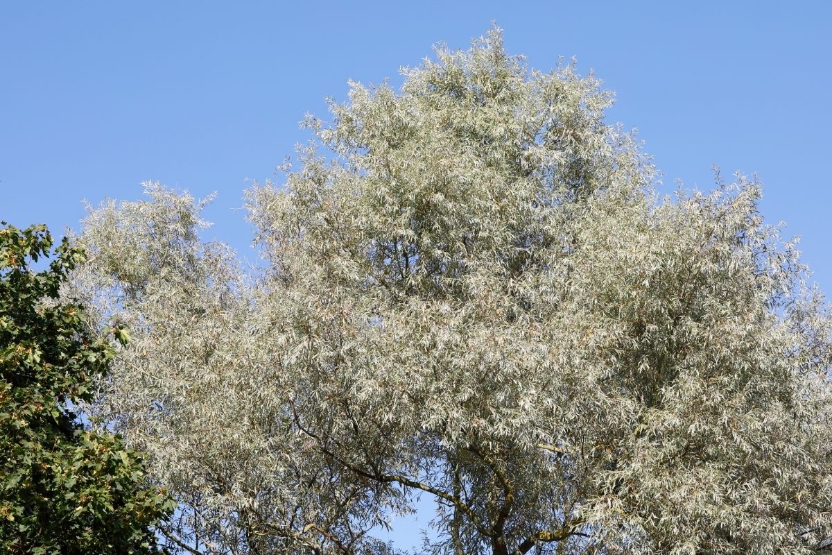 White Willow (Salix Alba) 