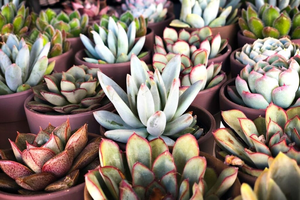 Ultimate guide to saving a succulent