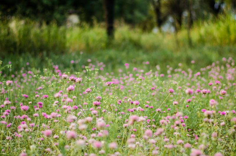 Wildflower Meadow Turf - no mow grass types