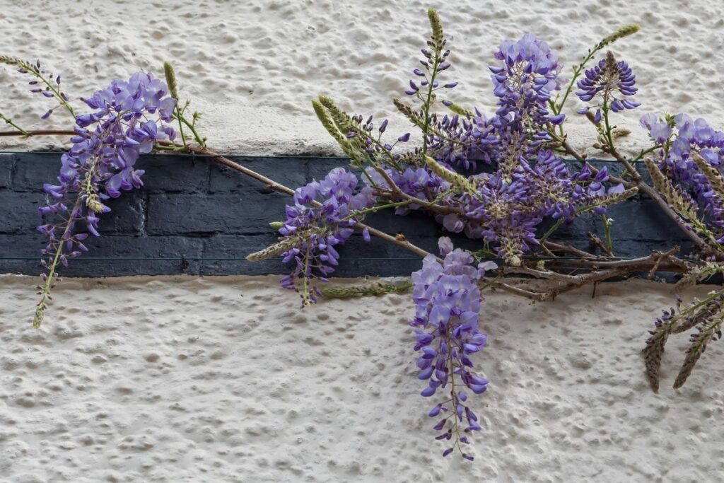 Wisteria (Wisteria Sinensis) 