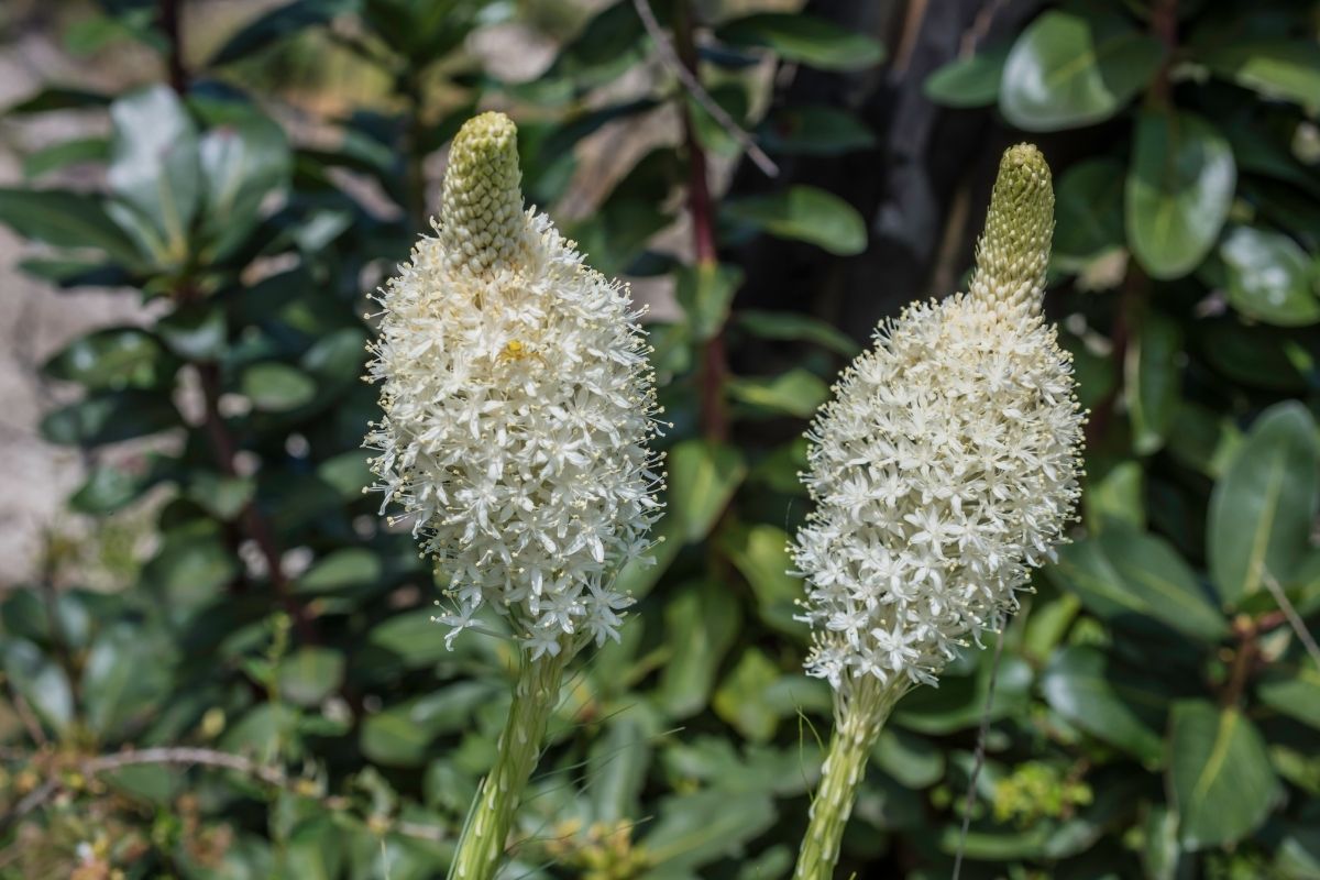 Xerophyllum  Flowers 